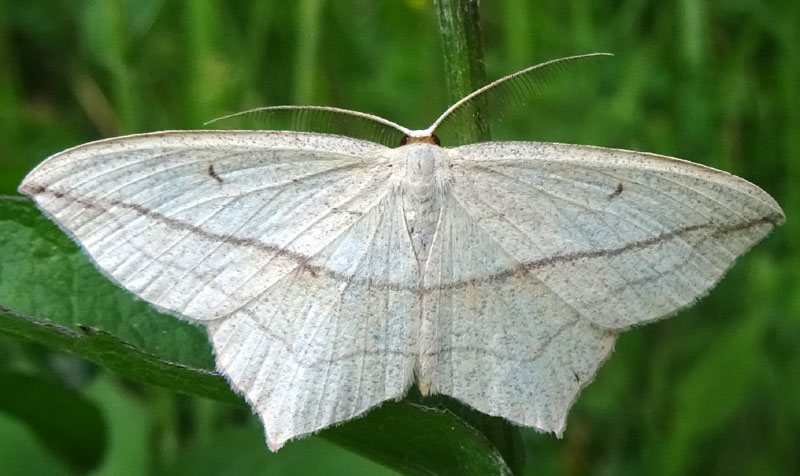 Timandra comae - Geometridae